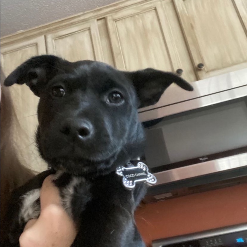 Meet your Posher, Grace